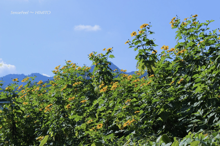 皇帝ひまわり の新着タグ記事一覧 Note つくる つながる とどける