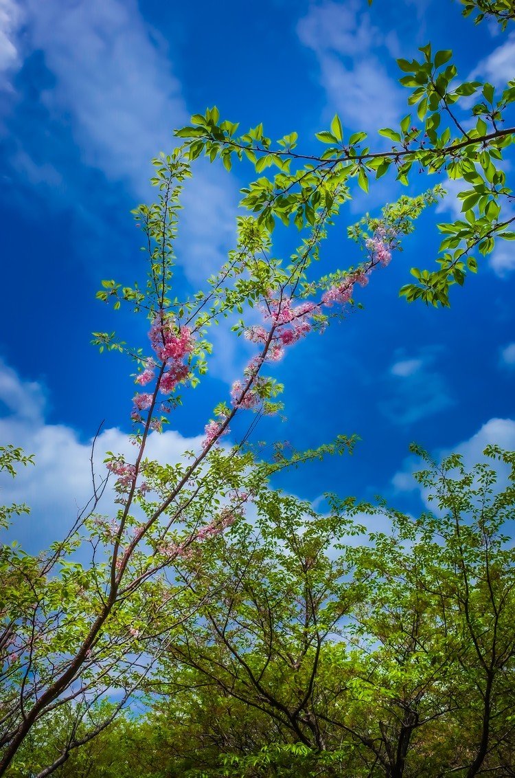 @ #Tokyo.  #写真好きな人と繋がりたい　#新緑　#荒川　#写真