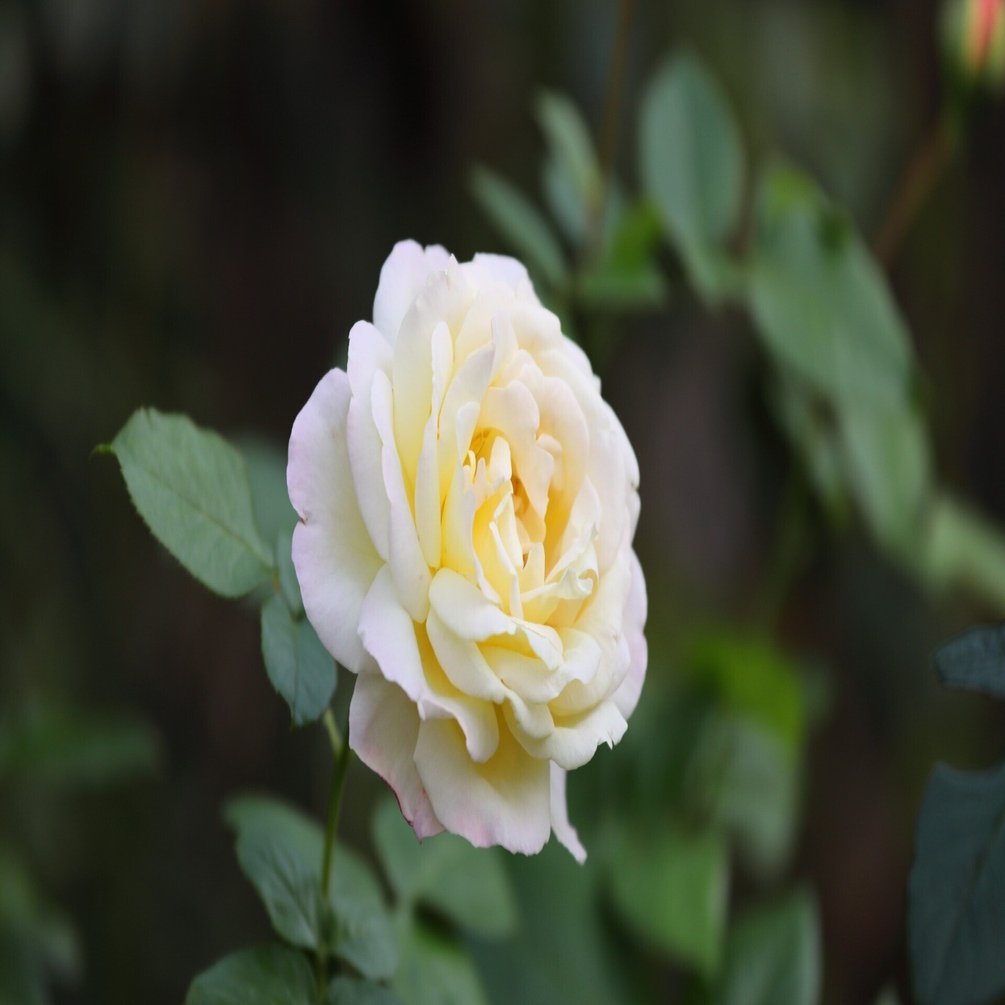 Stroll & Snaps, Vol. 135: 界隈の彩｜Strolling Ricky