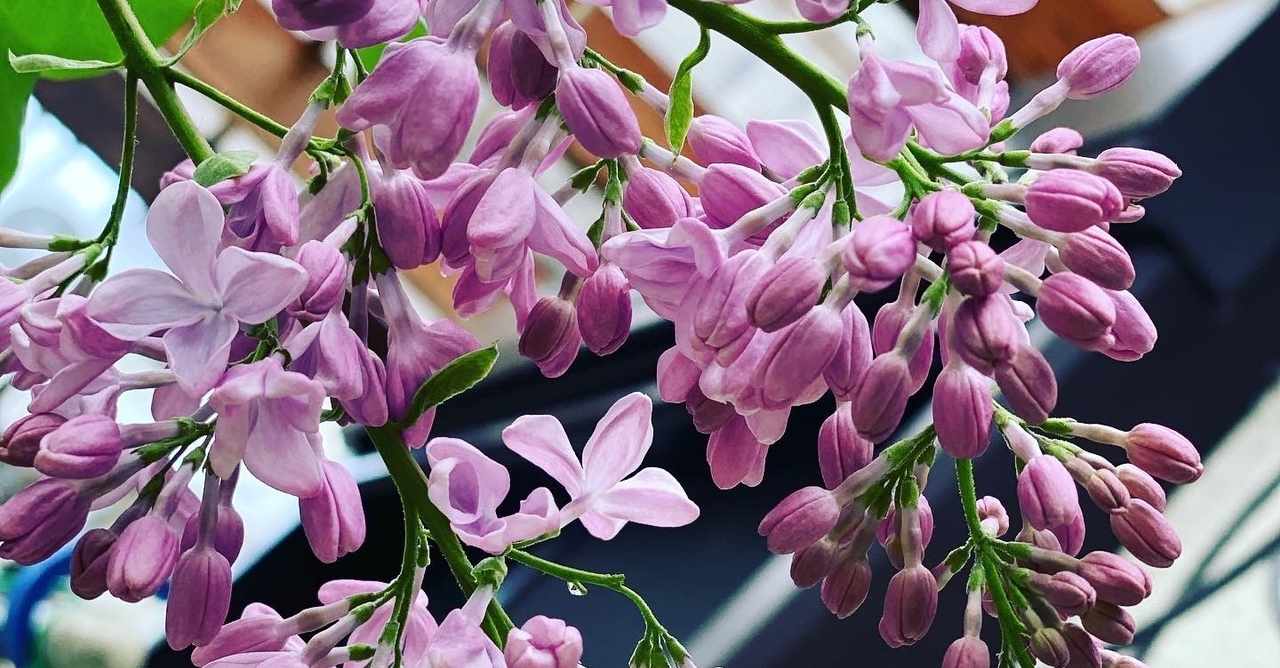 ライラックの香り の新着タグ記事一覧 Note つくる つながる とどける