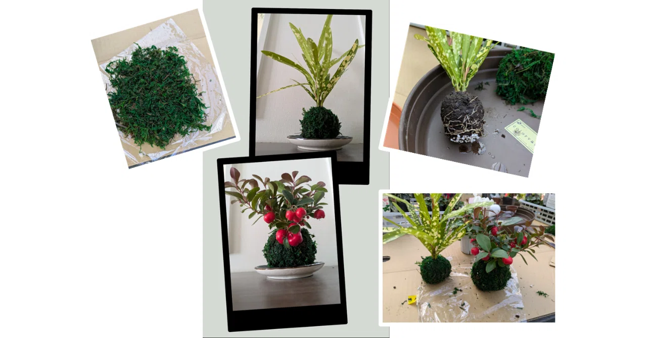 Making Kokedama | Unwinding the Heart | Plant Time | Starting | Moving ...