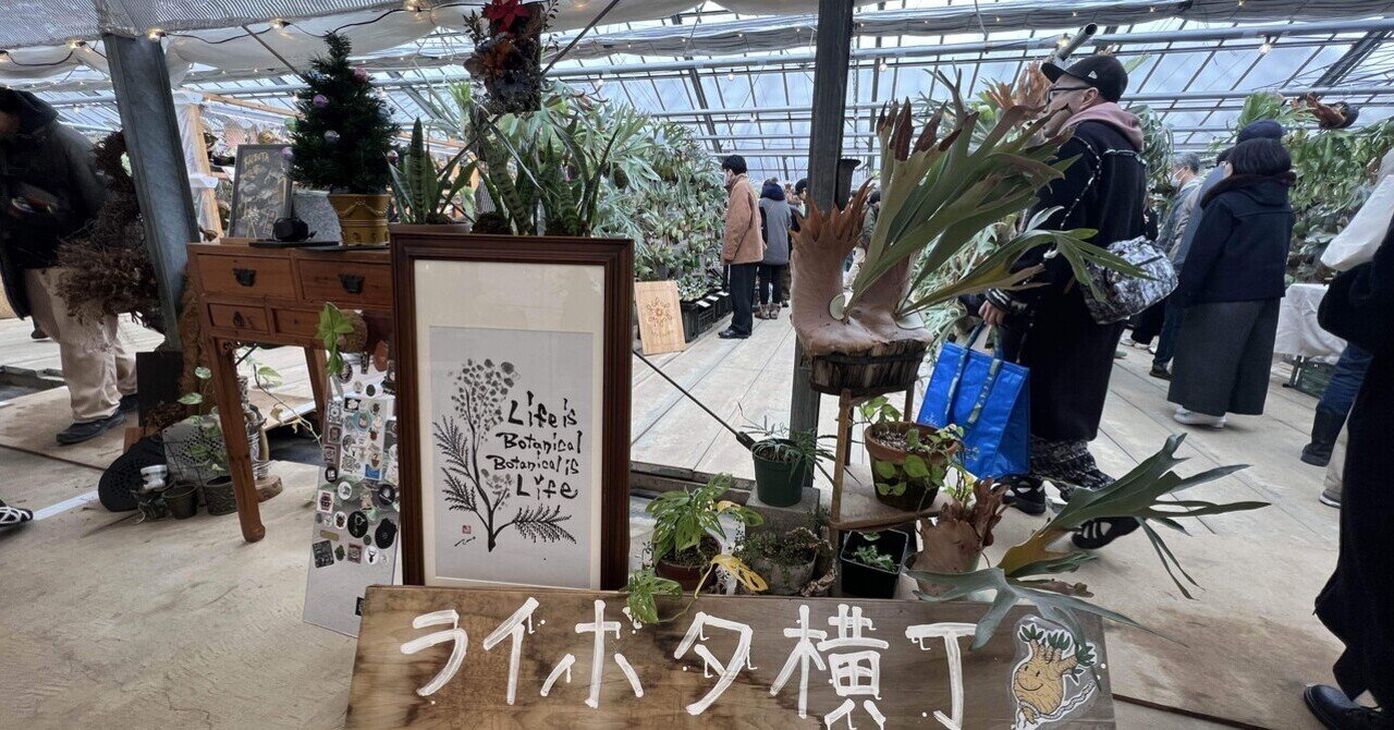 アガベ沼に落ちた話41「イラン株発根ラッシュ・白嵐と南アフリカ産SAD