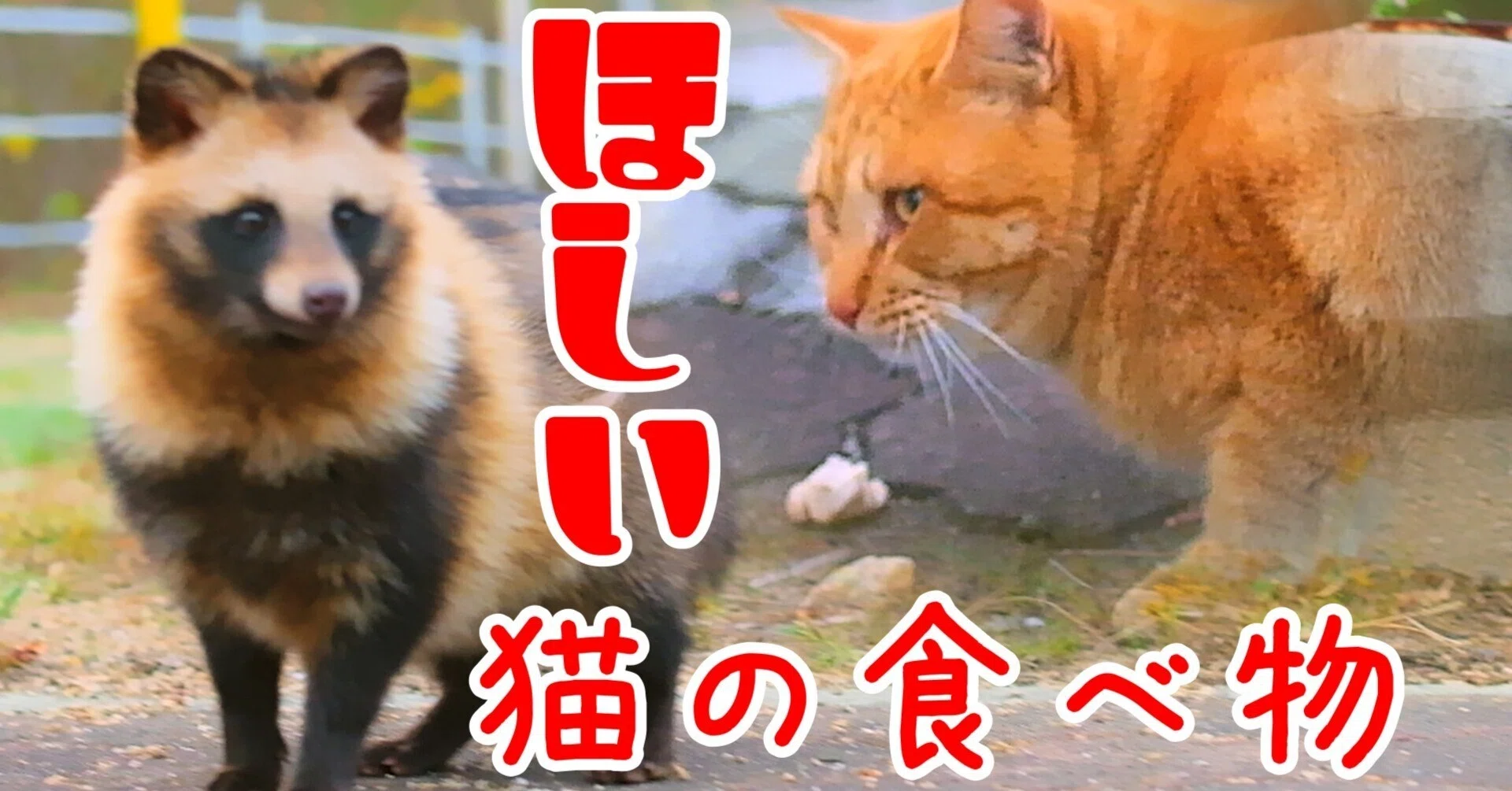 たぬきの動画｜猫の食事に参加したいタヌキ｜yohaku_photo