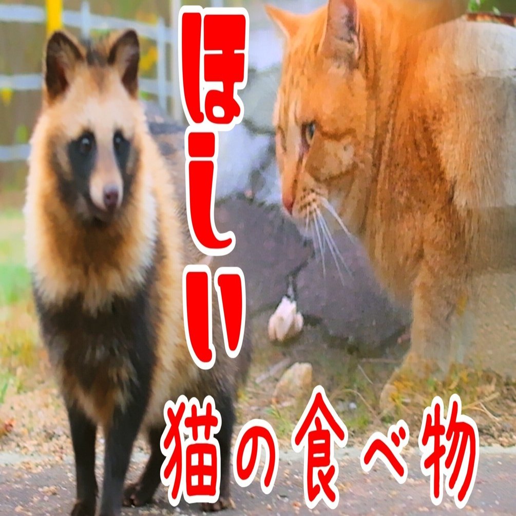 たぬきの動画｜猫の食事に参加したいタヌキ｜yohaku_photo