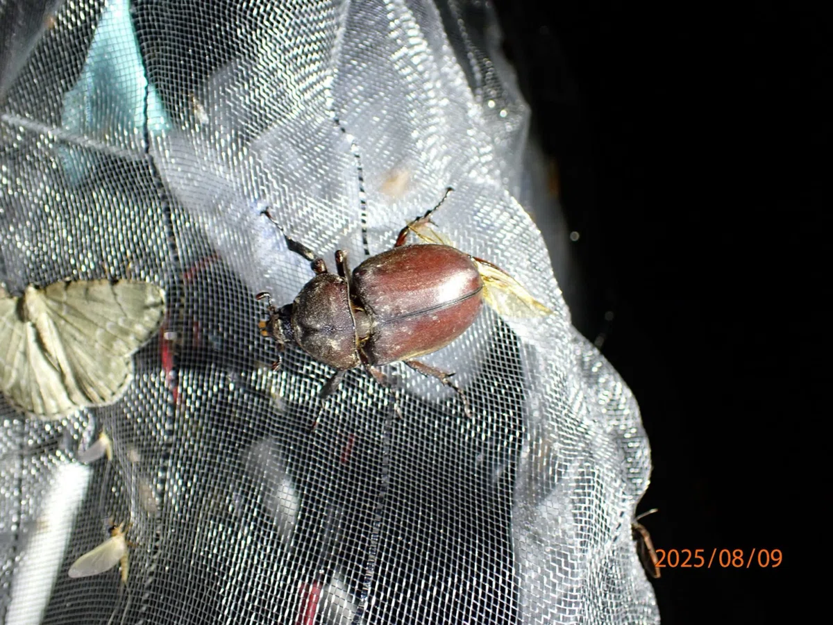 2025.08.09 Bug Observation Team Light Trap｜ブンダバー