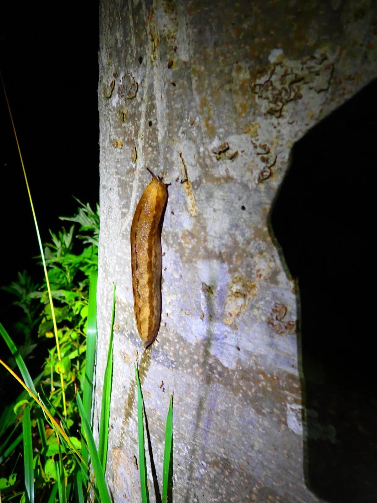 2025.08.09 Bug Observation Team Light Trap｜ブンダバー