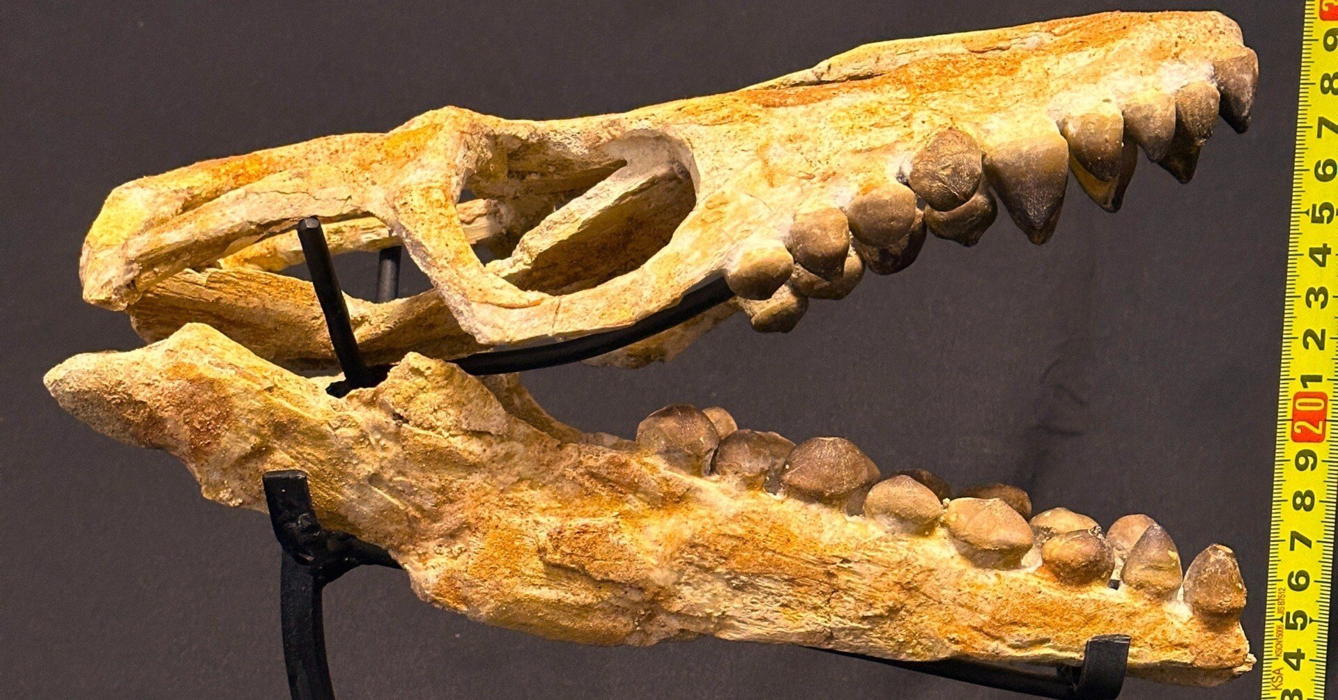 即納☆30cm級 グロビデンス モササウルス亜科 スカル 化石標本☆貴重な