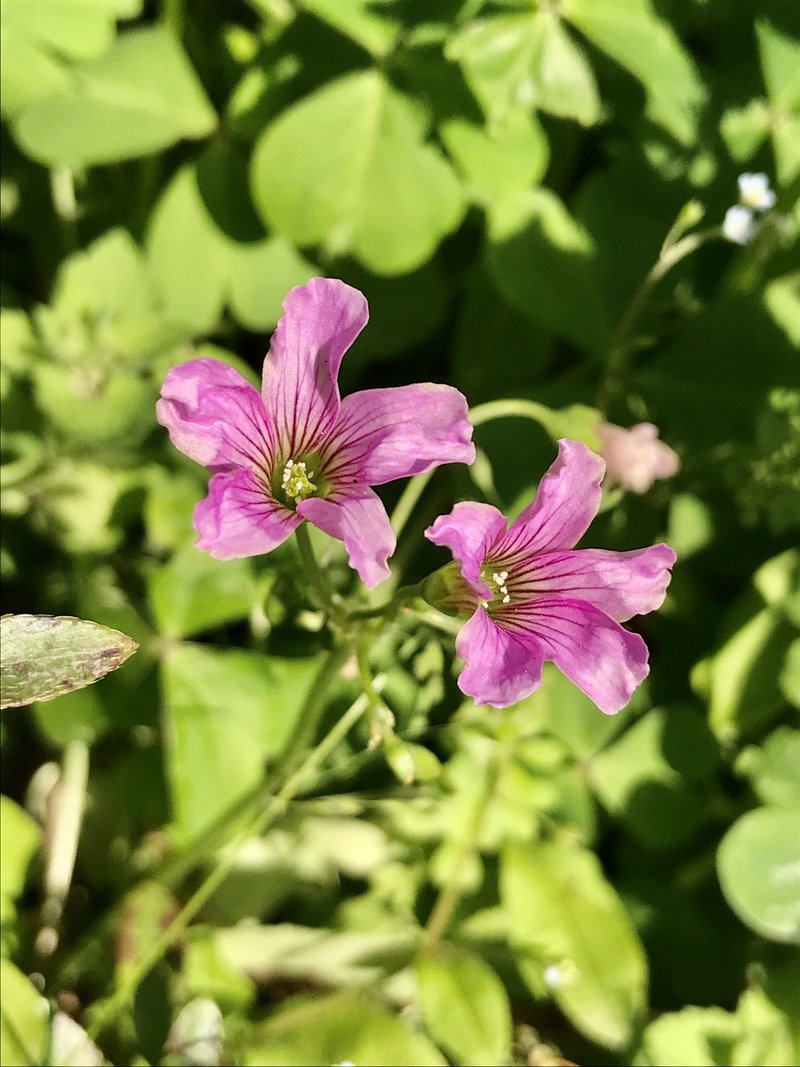 野の花 アッシュ Note 野の花 アッシュ Note