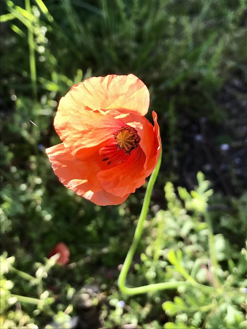 野の花 アッシュ Note 野の花 アッシュ Note