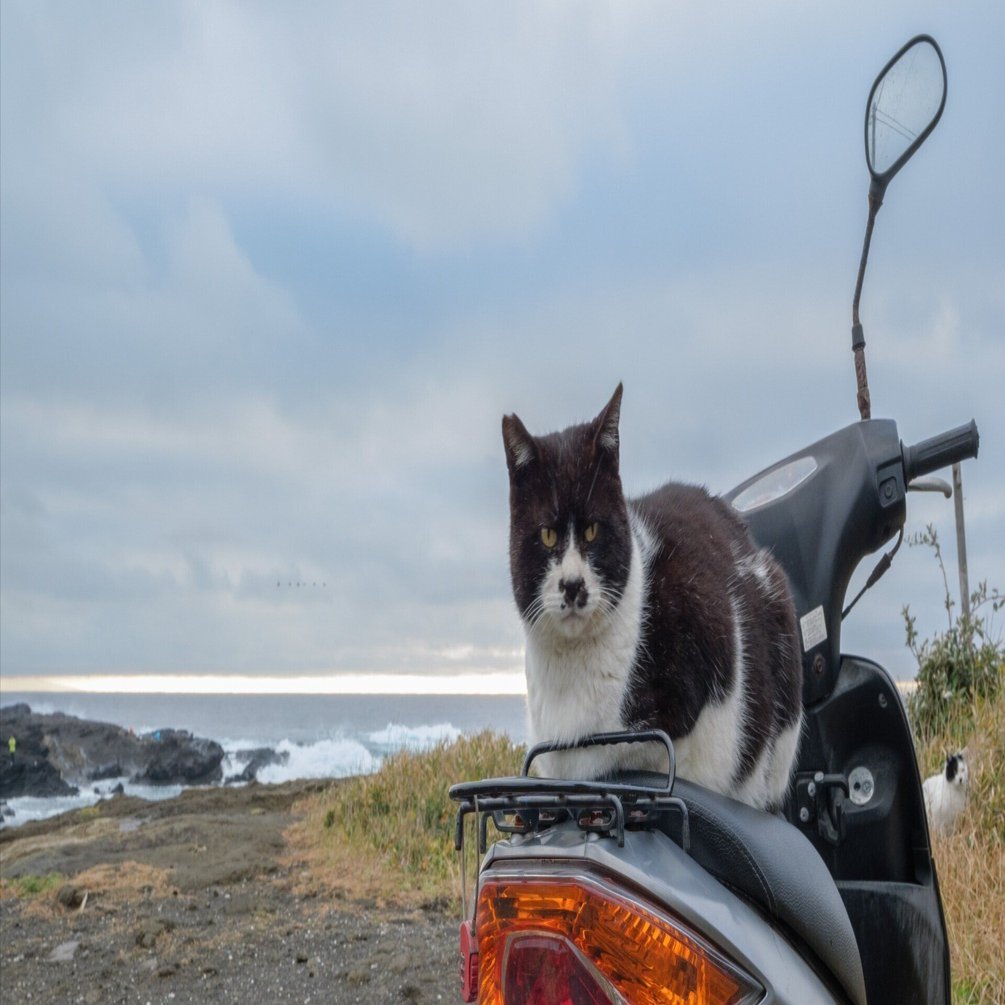 けい様　取り置き中　三毛猫ドラマー　流れ星流れるクローバー畑　Bathroom ピカソ・パブロ【船を持つ少女(マヤ)】未開封 キュビズム 絵画 ピカソ