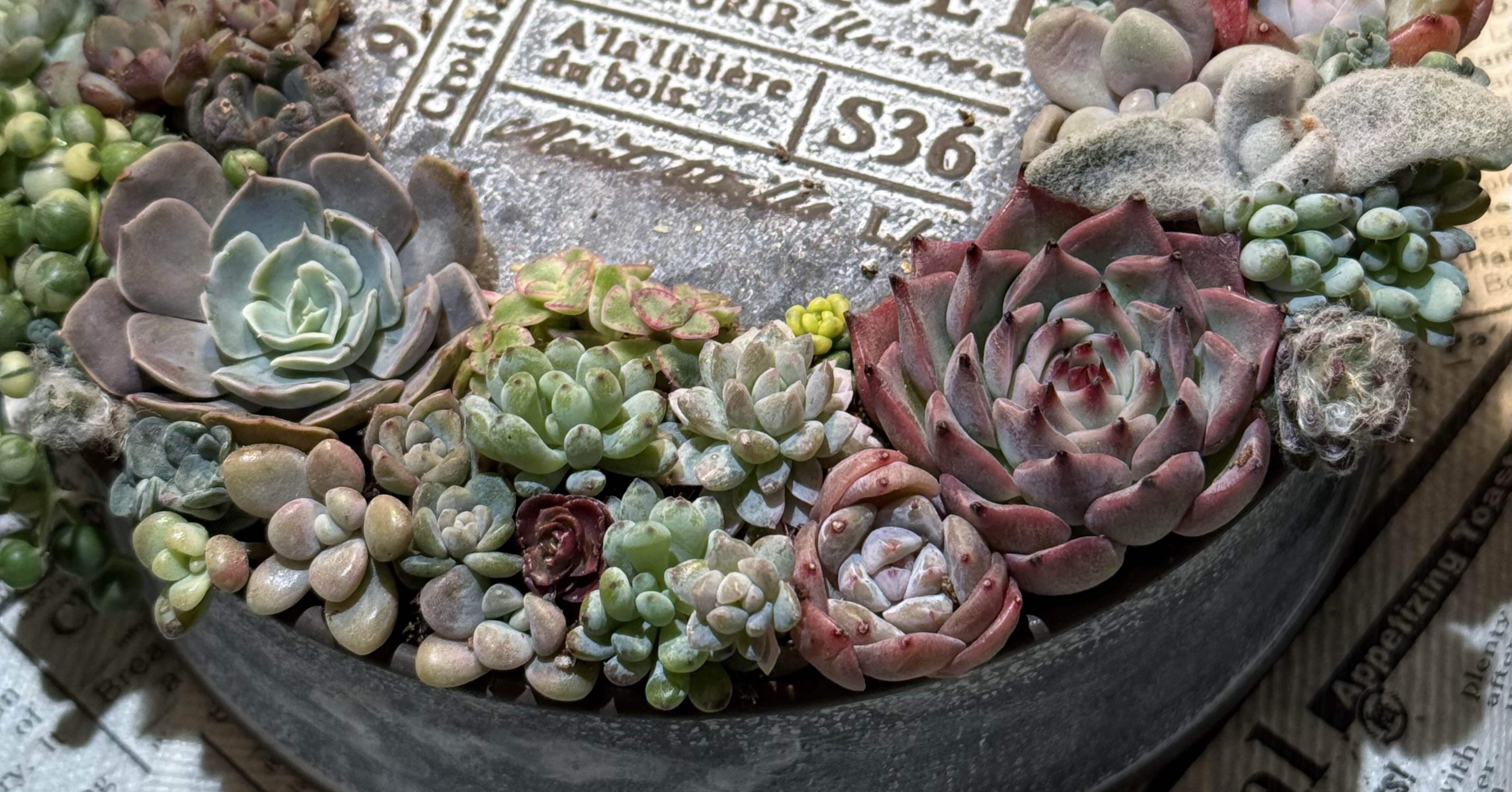 彩りnote 7.12.14【多肉植物のリース】｜__bebe 𓇗 ⚚ 𓇚