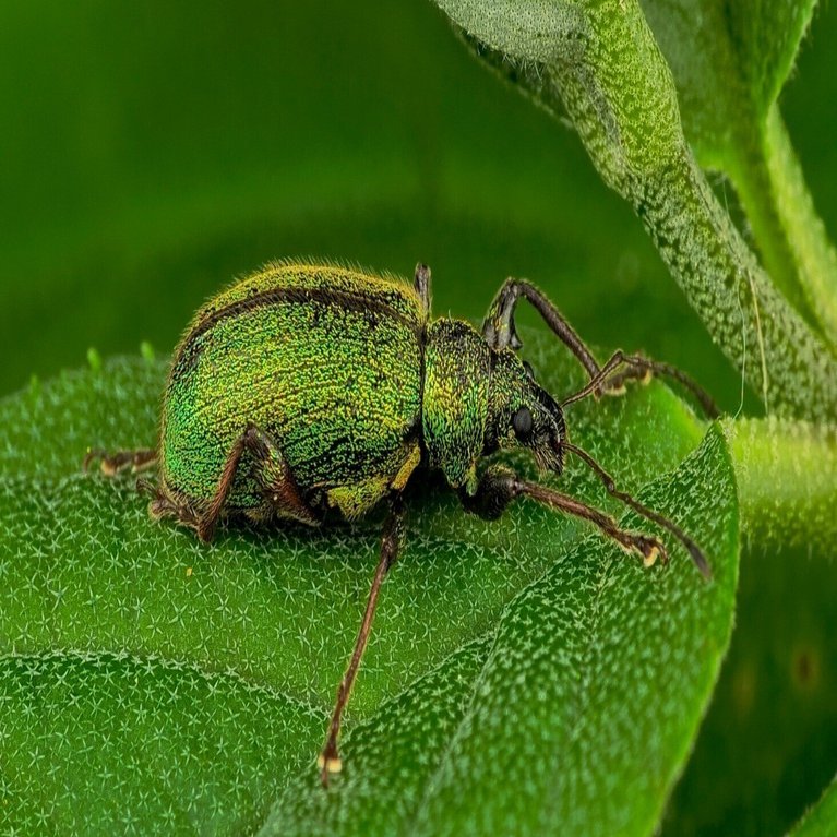 ヒゲボソゾウムシ属は同定がややこしい｜Hirokazu Nakao
