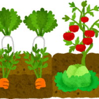ベランダで本気で野菜つくってみる ミニトマト編 国吉純 Note