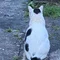 月森まる