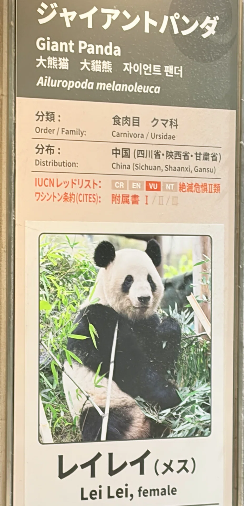 上野動物園のパンダ見納めレポ｜こんな感じでした！｜内田吉則 ｜食×IT