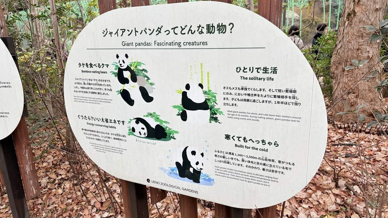 上野動物園のパンダ見納めレポ｜こんな感じでした！｜内田吉則 ｜食×IT