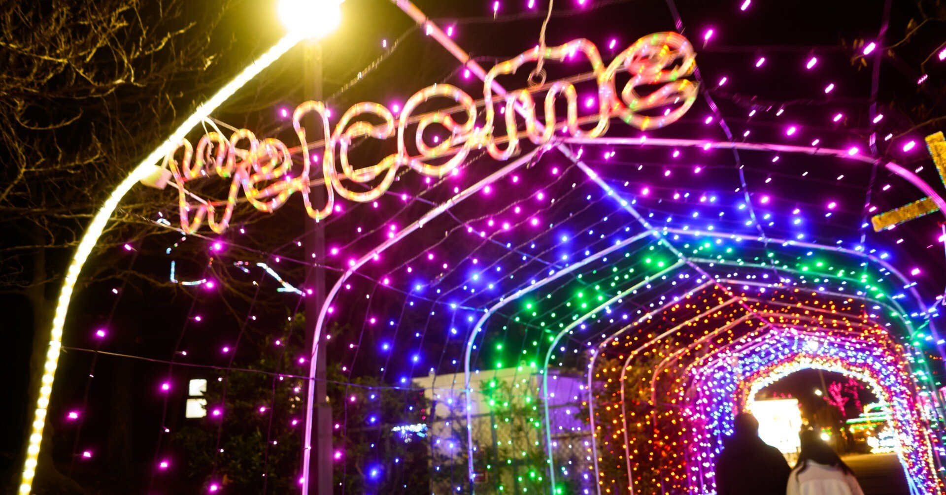 水郷桜イルミネーション｜Omori 