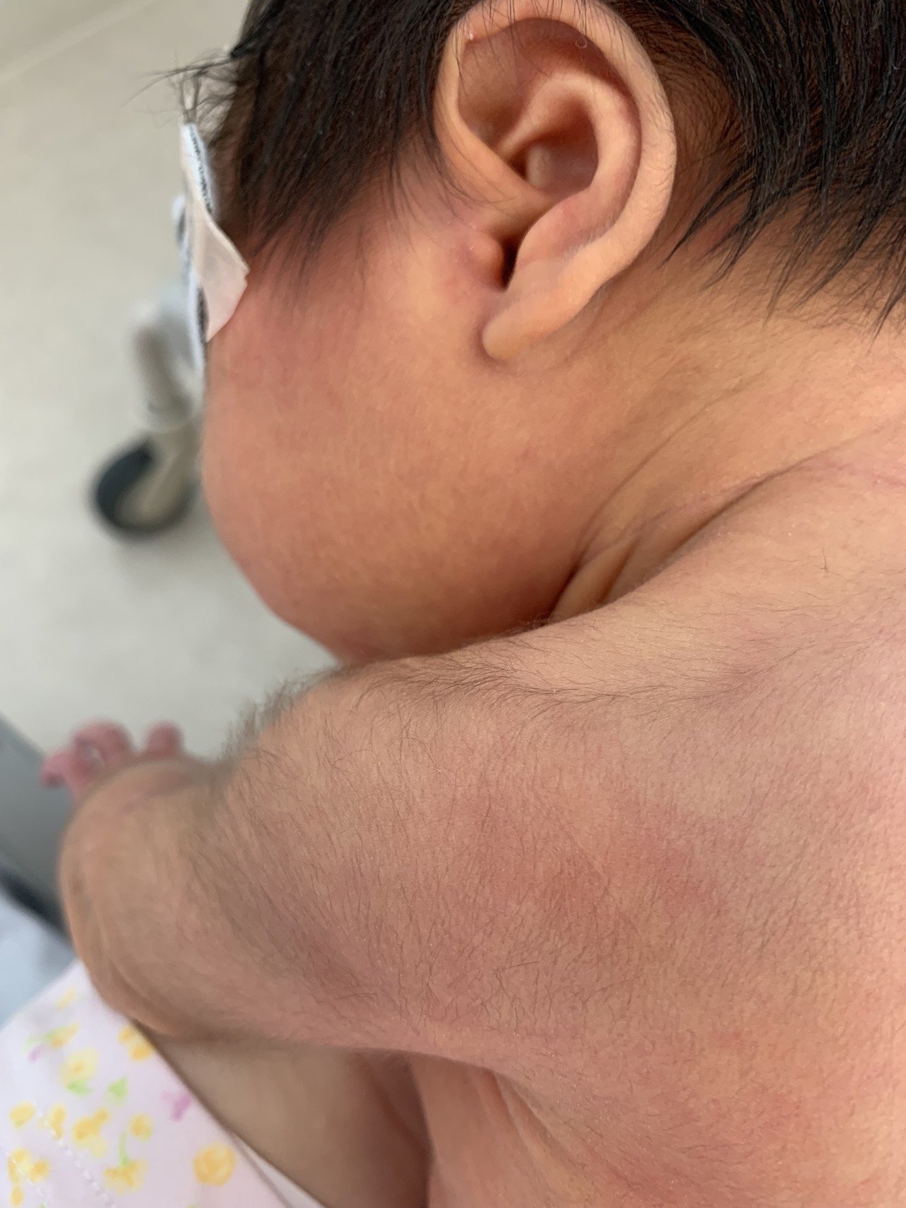 赤ちゃんの毛 ひなてこ 吹けよ春風 Note 赤ちゃんの毛 ひなてこ 吹けよ春風 Note