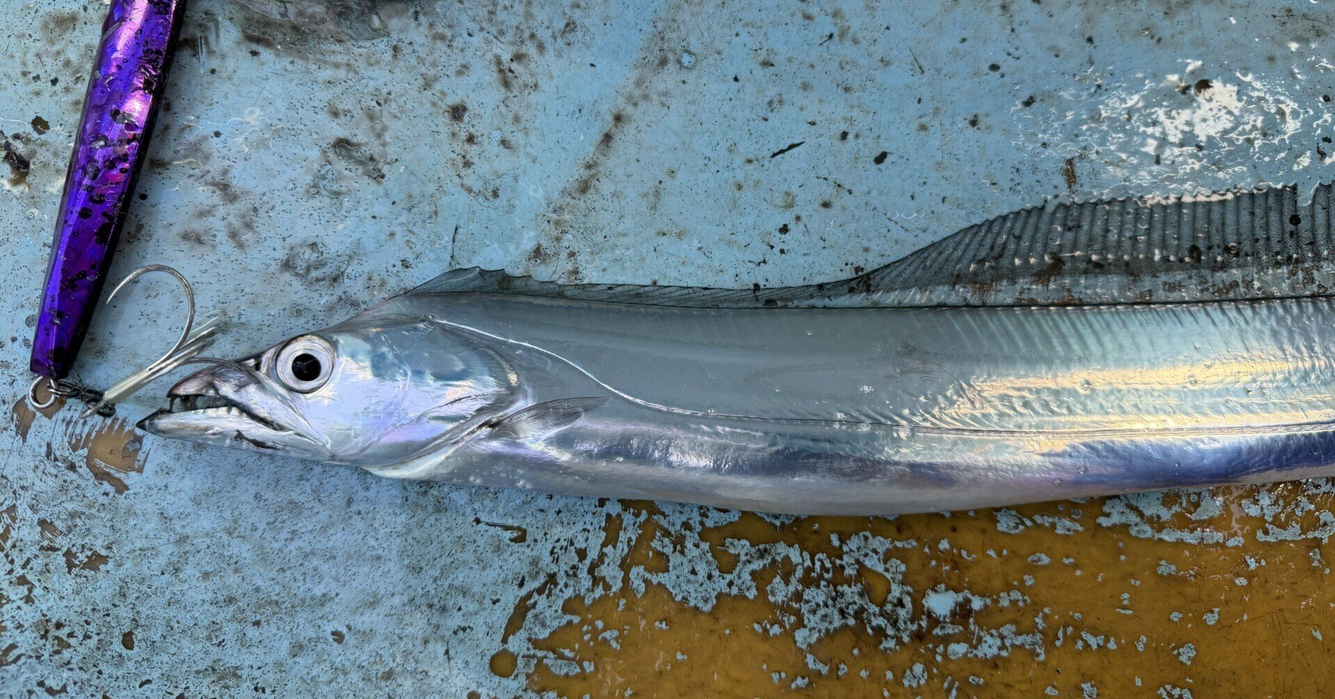 伊勢湾ジギング|ぺすか 伊勢湾ジギング|ぺすか