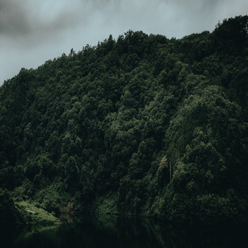 XF35mmF1.4で森を撮る。｜Photo and Cinema Bear