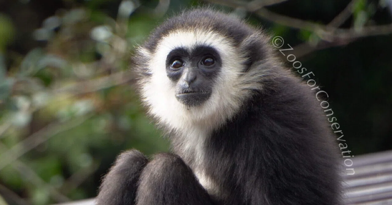 交流しないチンパンジー｜Izu Shaboten Zoo 202411｜Zoos For Conservation