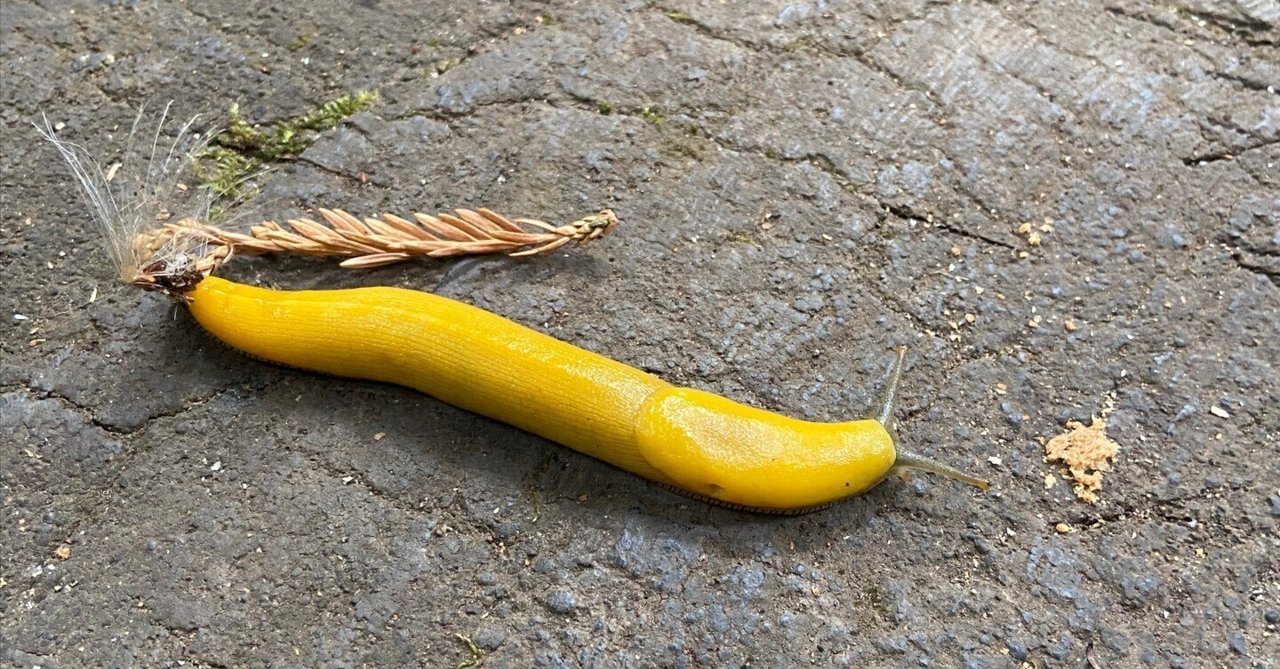 カリフォルニアの自然と調和する暮らし｜迷子のサイエンティスト, image size:1280x669