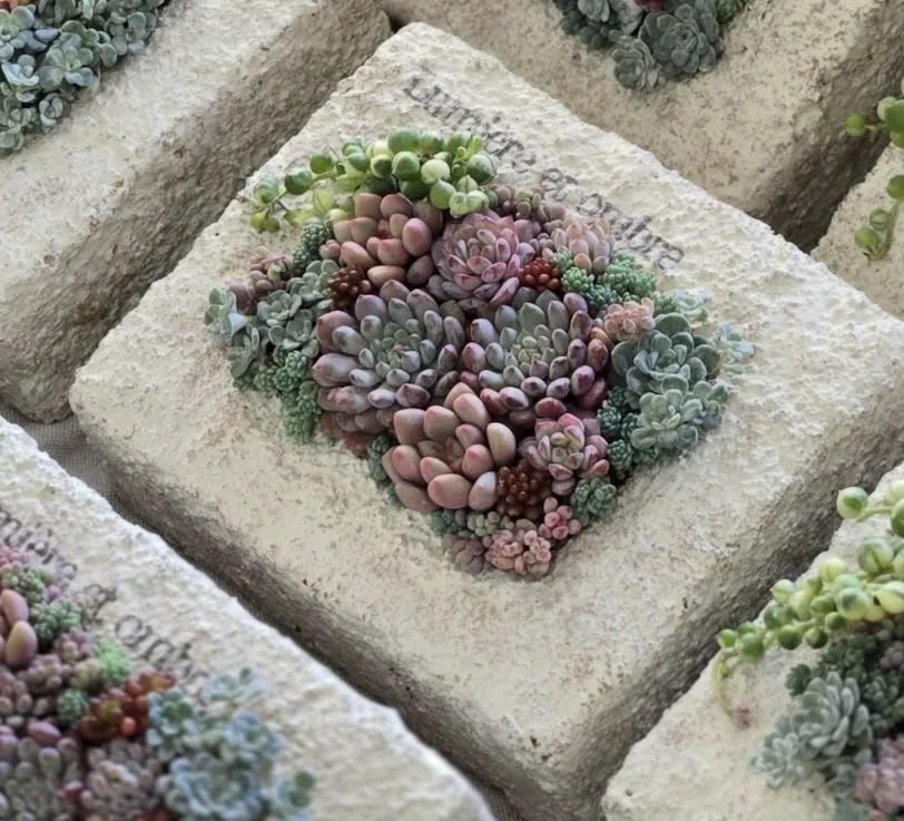 彩りnote 7.12.7【多肉植物のタブローと箱庭の寄せ植え】｜__bebe 𓇗 ⚚ 𓇚