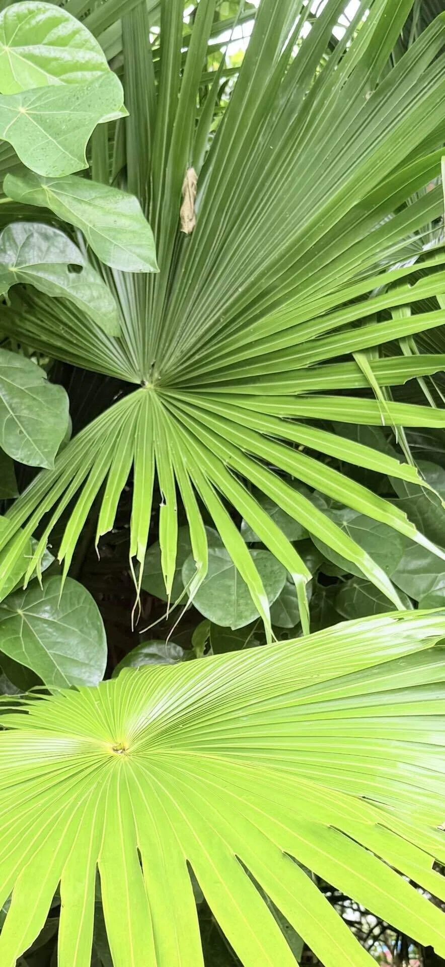 クバ 沖縄の聖地に植えられる樹木｜EGGSEED