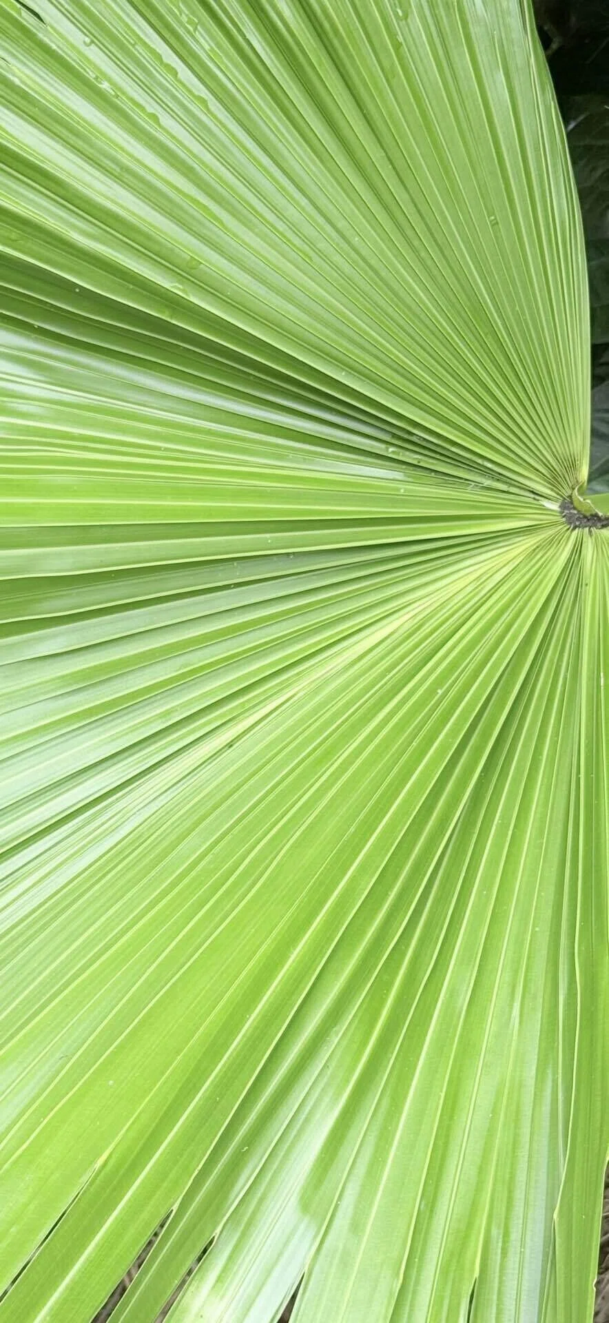 クバ 沖縄の聖地に植えられる樹木｜EGGSEED