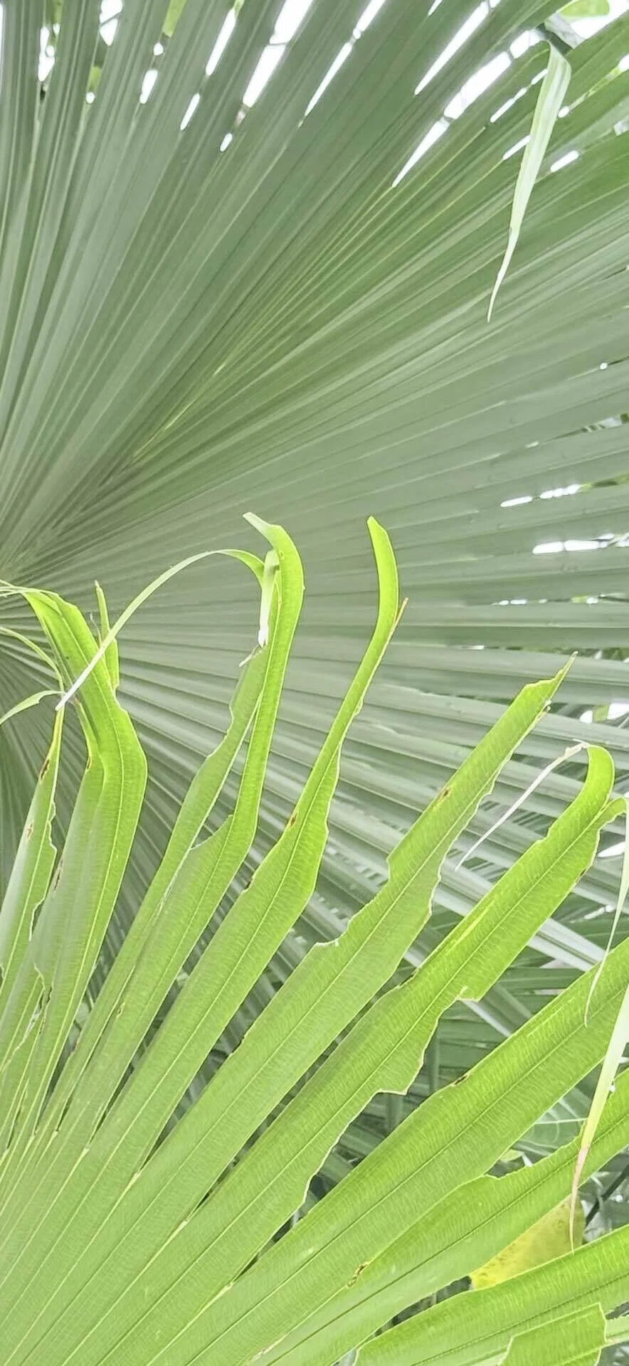 クバ 沖縄の聖地に植えられる樹木｜EGGSEED