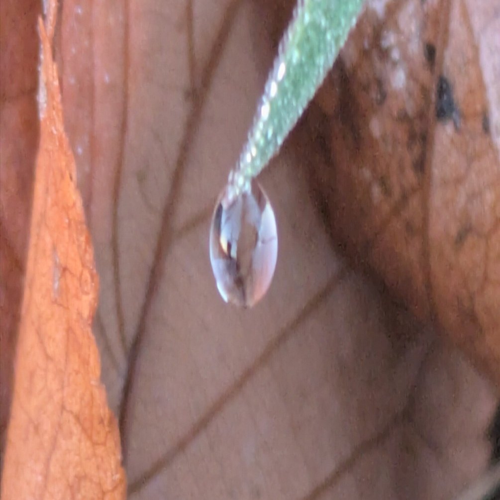 今朝の水滴④｜ichiro70