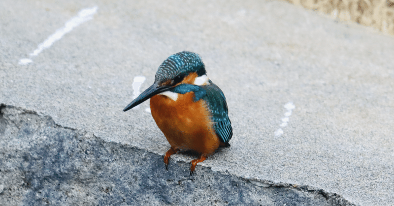 ここに来れば遇える 空堀川のカワセミ