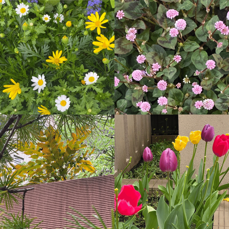 歩けば出会える小さな幸せ探しを
はじめました😄
最近になって植物の大切さ・ありがたさを感じられる様になりました‥‥。
皆さんも身近で小さな幸せ探しを始めてみてはいかがですか~
今日もお疲れさまでした。