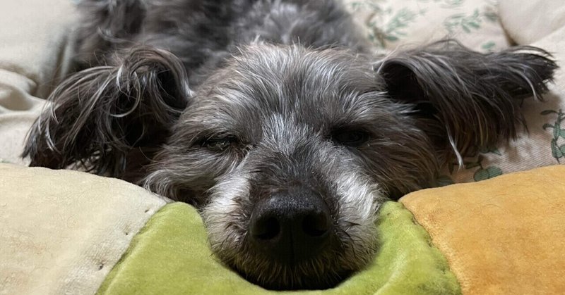17歳の愛犬との介護。そして行動分析のある暮らし。