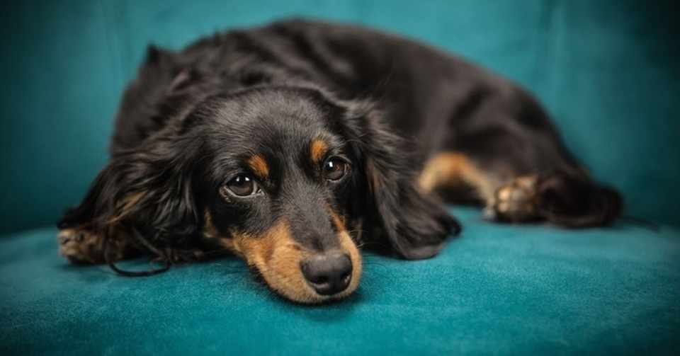 ダックスフントってどんな犬 Natsuko I ヨコハマドッグアカデミー Note