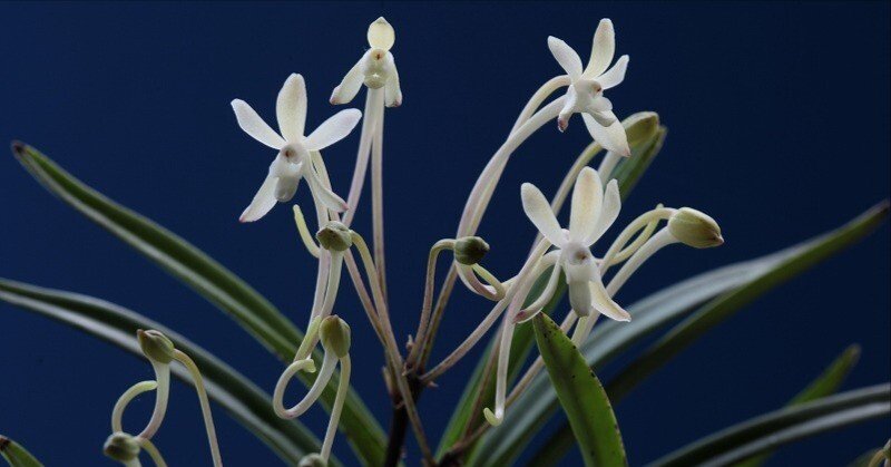 マキさん専用富貴蘭「碧翠」大株立ち 富貴蘭「巨翠」の花(過去の画像倉庫から)｜KJ Morison