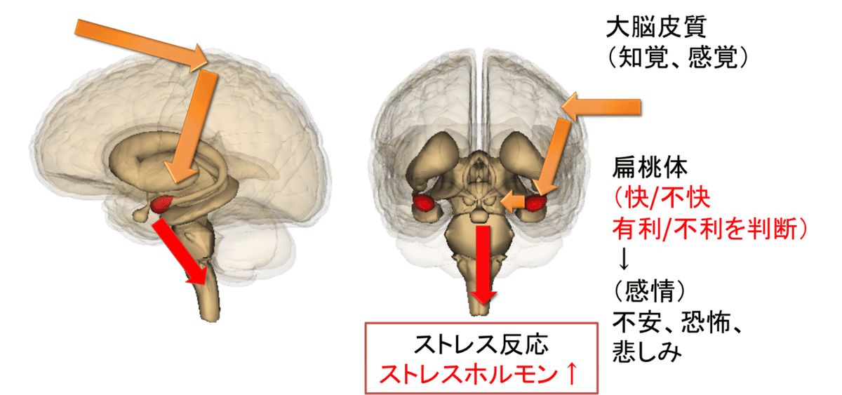 扁桃体