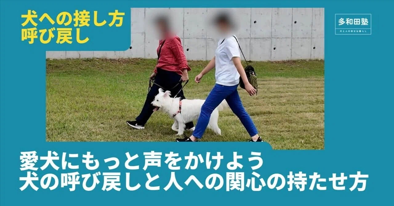 愛犬にもっと声をかけよう 犬の呼び戻しと人への関心の持たせ方｜多和田悟 〜犬と人の幸せな暮らし 多和田塾〜