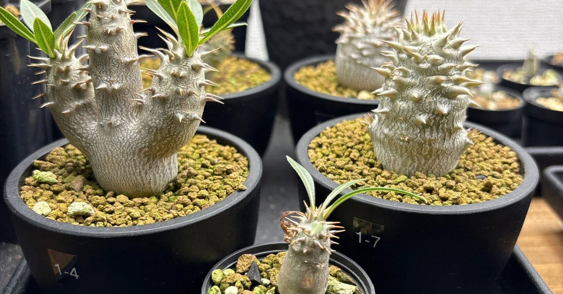 Interior Harmony from a Small Pot | Pachypodium gracilius｜odd
