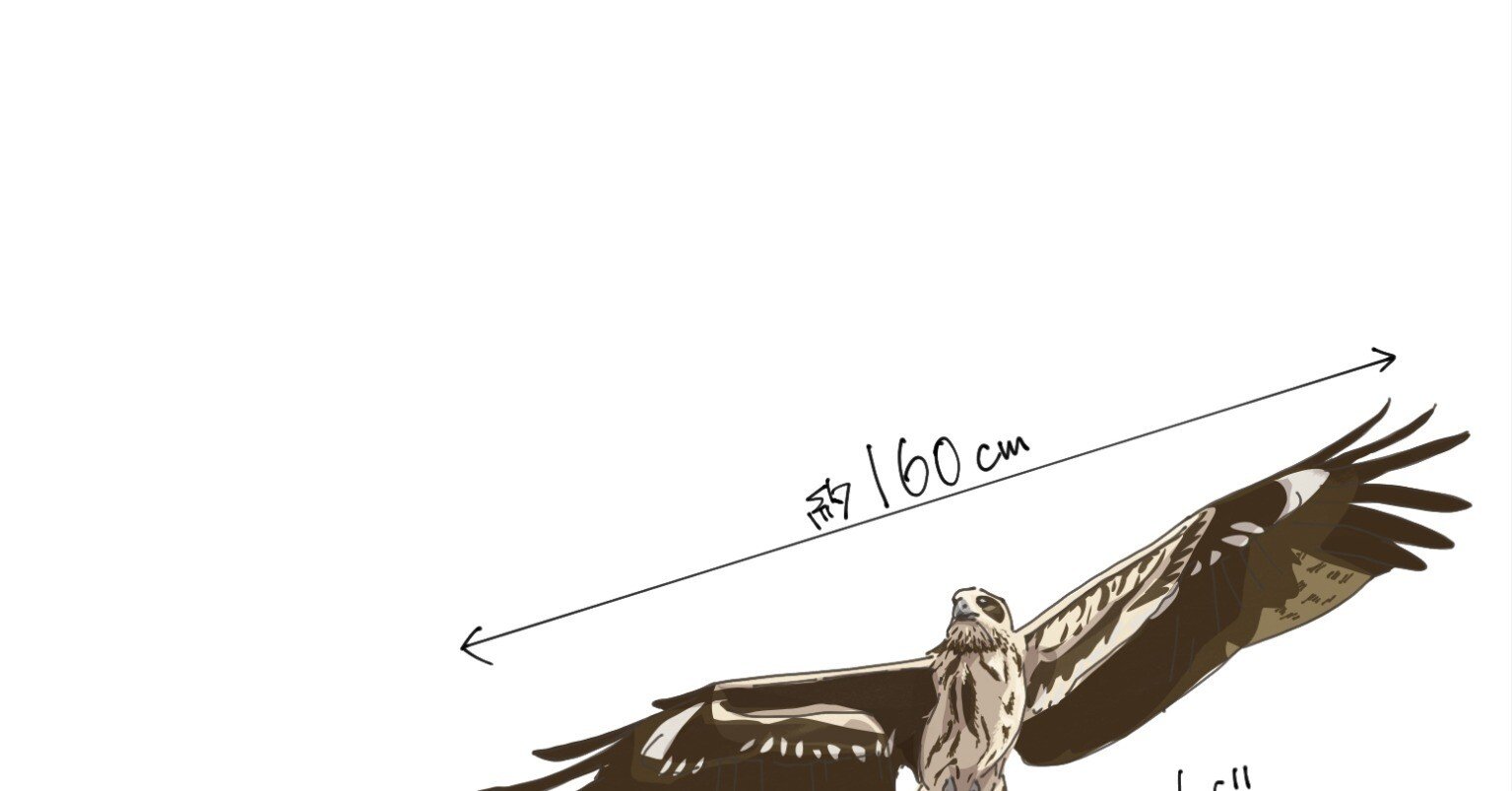 翼を広げたら160cm｜トビ｜くますけ｜自然ガイド・クリエイター