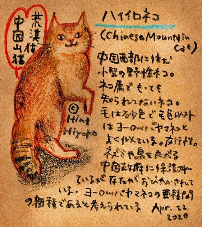 世界は丸いのと細長いのでできている｜陽菜ひよ子 / インタビュー 