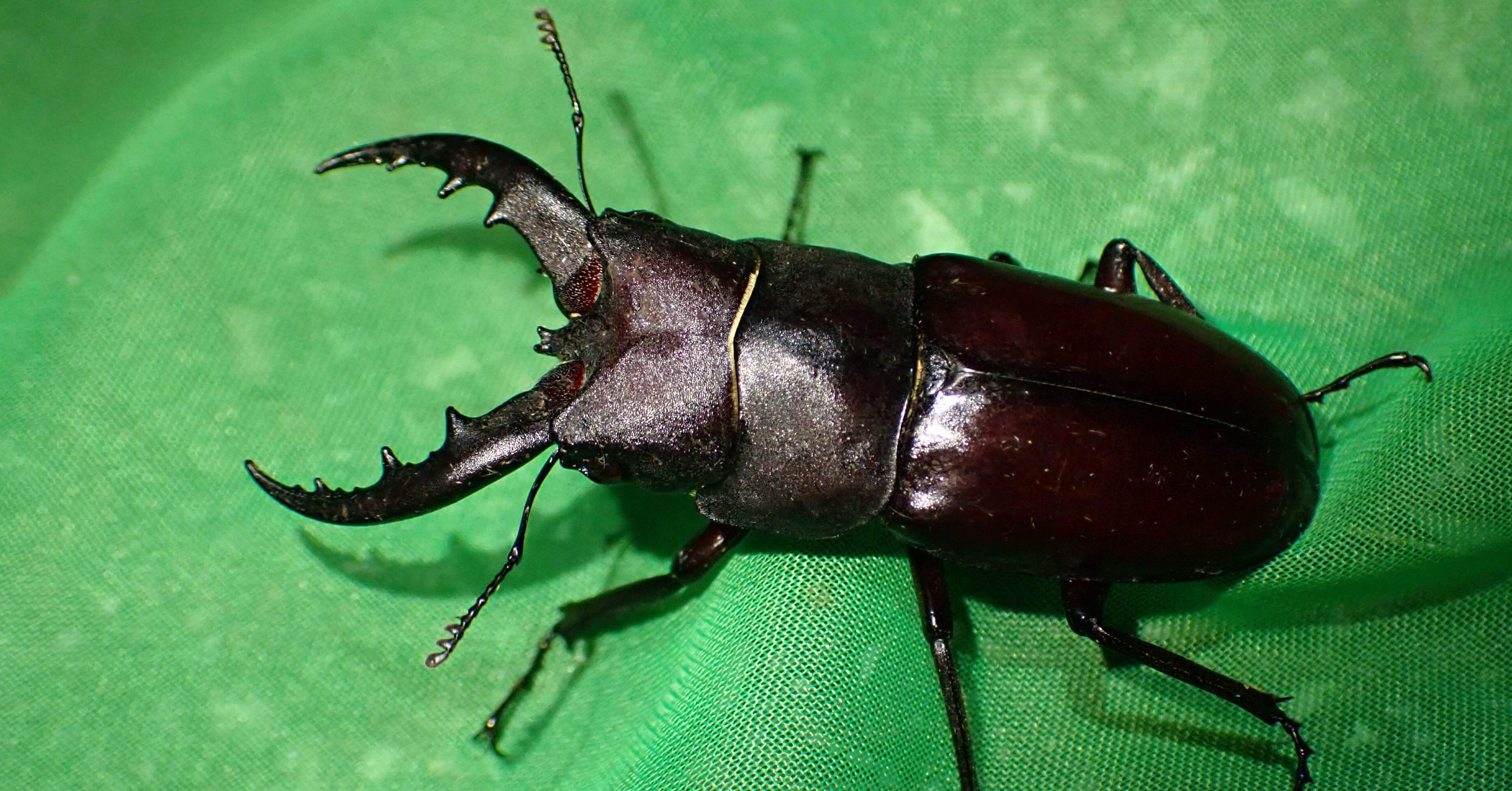 【CH】伊平屋島クワガタセット 2023年夏伊平屋島採集記（ダイジェスト）｜baketu