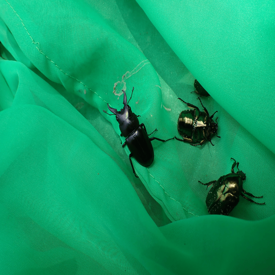 2023年夏伊平屋島採集記（ダイジェスト）｜baketu