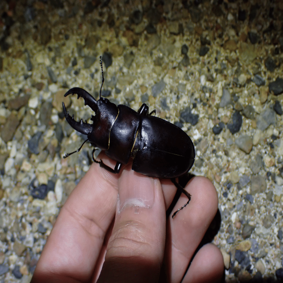 2023年夏伊平屋島採集記（ダイジェスト）｜baketu