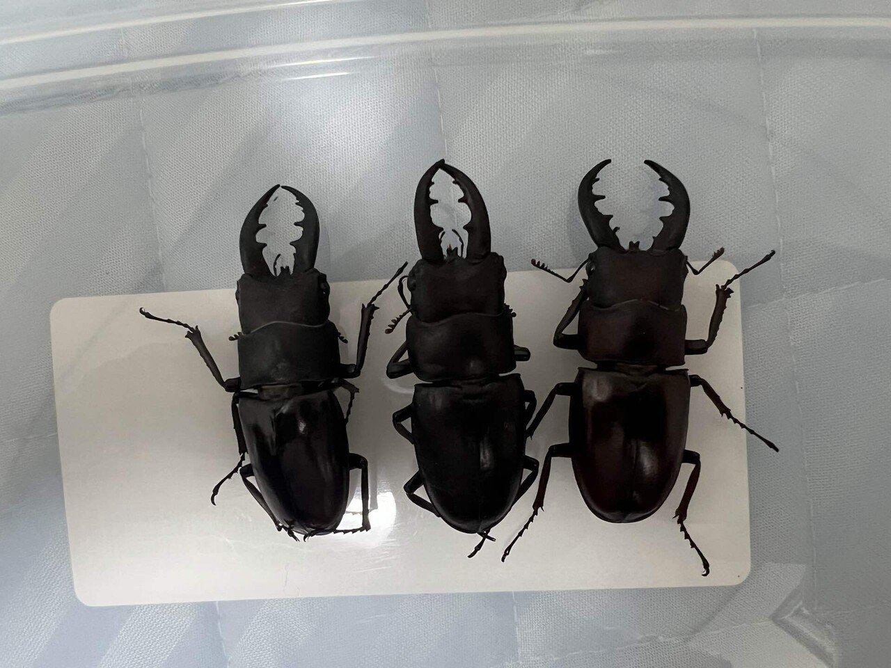 2023年夏伊平屋島採集記（ダイジェスト）｜baketu