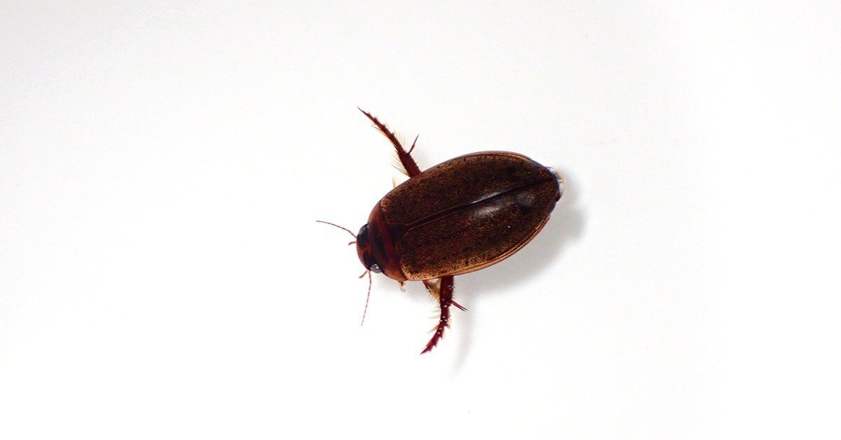 ヒメゲンゴロウとオオヒメゲンゴロウ｜Hinata