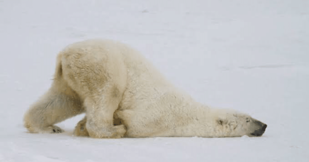 南極と北極どっちが寒い サミー パパ3年生 Note