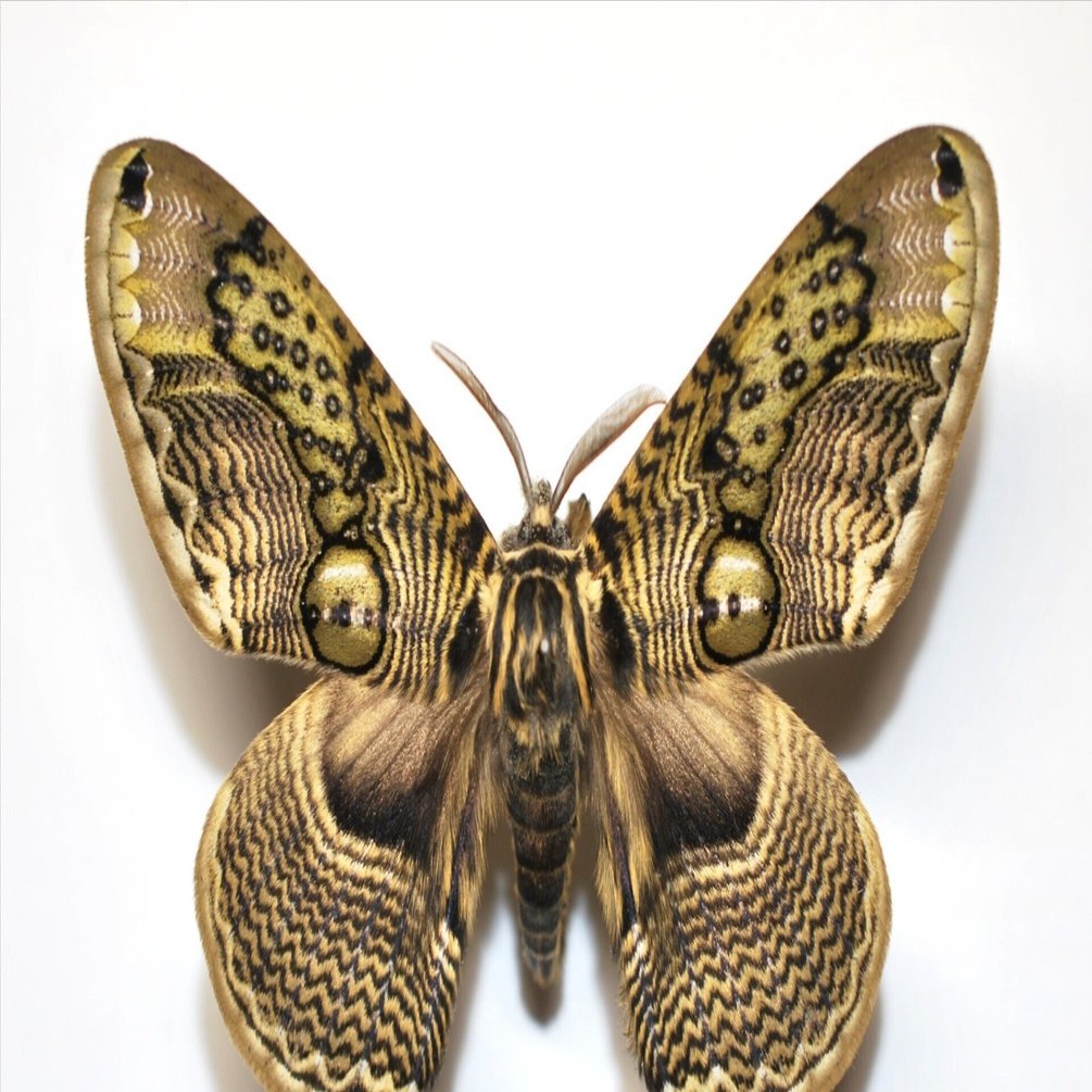 標本箱の中身～ヤママユ,スズメガたち｜h2so4