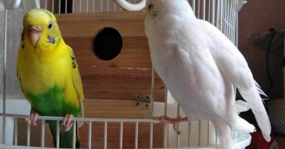 セキセイインコと暮らして9ヵ月になりました Hanaco S Botanical Garden Note