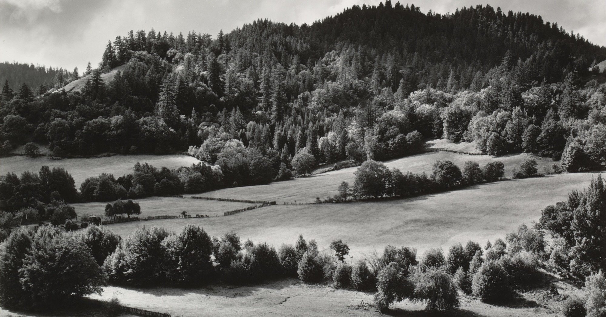 写真家Edward Westonと「Group f/64」｜artoday - chiaki